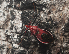 Gminatus wallengreni