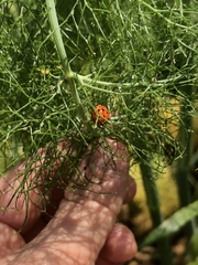 Harmonia axyridis