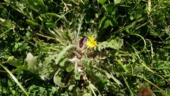 Leontodon saxatilis saxatilis