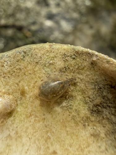 Marginella apicina observed 2026-10-14