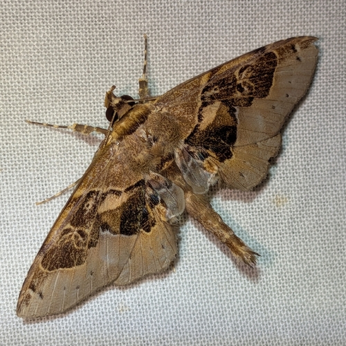 Stenogaster, 2026-10-15