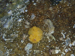 Sclerodoris