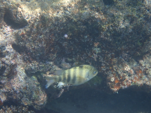 Abudefduf septemfasciatus observed 2026-10-12