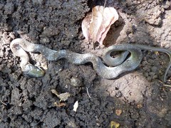 Crotaphopeltis hotamboeia