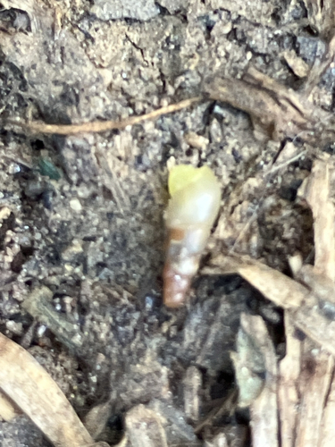 Allopeas gracile observed 2026-10-16