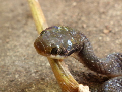 Crotaphopeltis hotamboeia