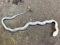 Crotaphopeltis hotamboeia