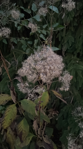 Eutrochium purpureum, 2026-10-16