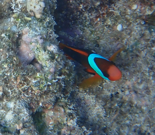 Amphiprion melanopus observed 2026-10-12