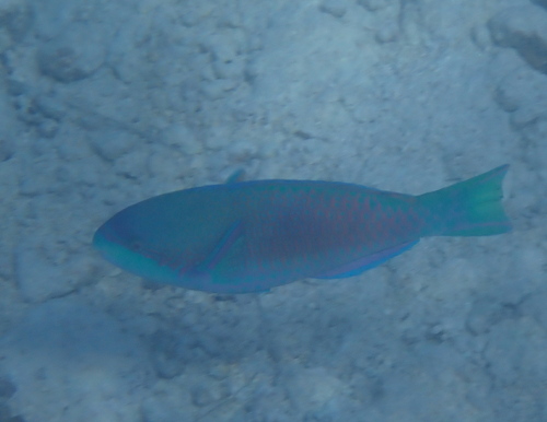 Scarus globiceps observed 2026-10-12