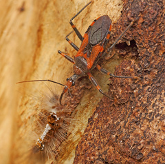 Havinthus rufovarius