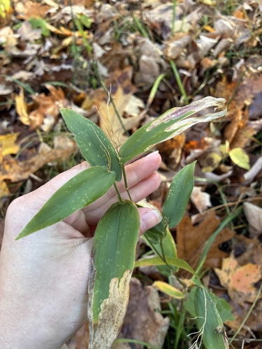 Panicum latifolium observed 2026-10-16