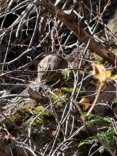 Townsend's Chipmunk observed by alondracaro