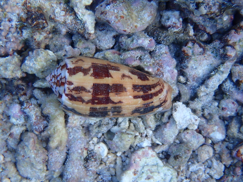 Conus striatus observed 2026-10-12