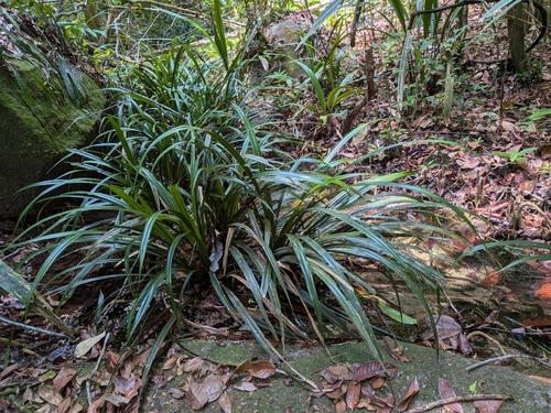 Thurnia sphaerocephala (Thurnia sphaerocephala)