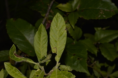 Psychotria loniceroides