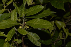 Psychotria loniceroides