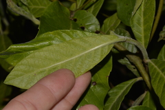 Psychotria loniceroides