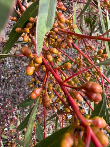 Eucalyptus oleosa observed 2026-10-16