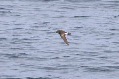 iNaturalist image