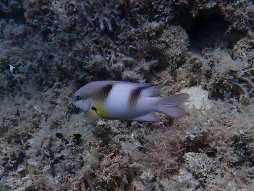 Dischistodus prosopotaenia observed 2026-10-08