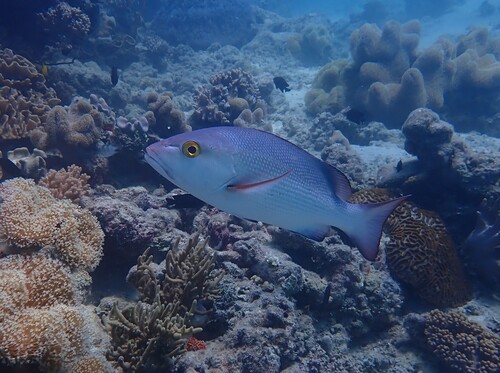 Lutjanus bohar observed 2026-10-08