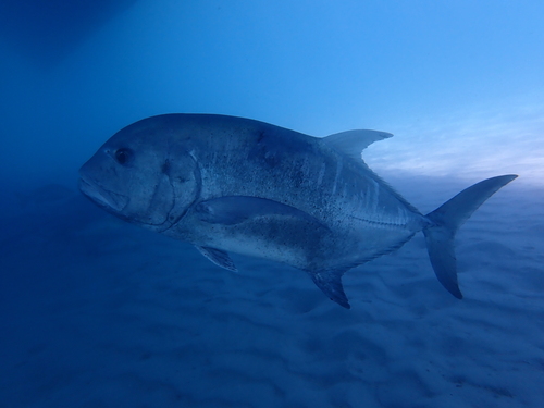 Caranx ignobilis observed 2026-10-08
