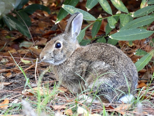 Eastern Cottontail observed by kathrynwells333
