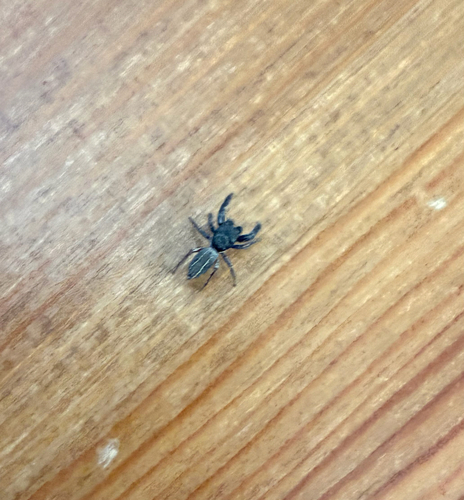 Ribbon Jumping Spider