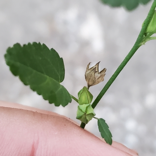 Sida spinosa observed 2026-10-16
