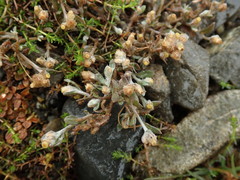Pseudognaphalium ephemerum