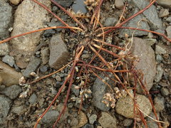 Pseudognaphalium ephemerum