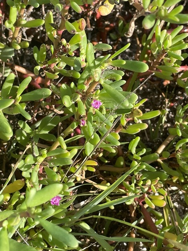 Sesuvium portulacastrum observed 2026-10-16