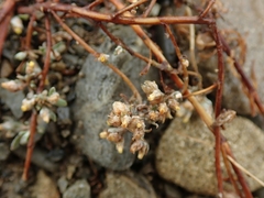 Pseudognaphalium ephemerum