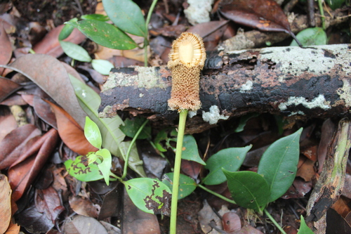 Parkia speciosa observed 2026-10-16