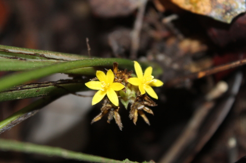 Curculigo capitulata observed 2026-10-16