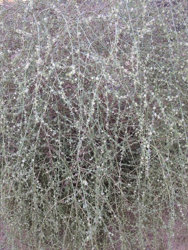 Southern Russian Thistle