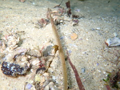 Vanacampus margaritifer