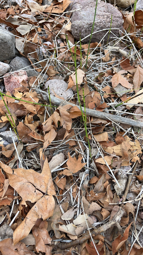 Equisetum laevigatum, 2026-10-16