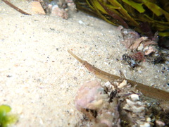 Vanacampus margaritifer