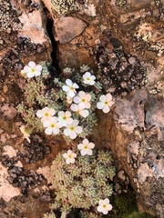 Androsace argentea