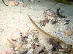 Vanacampus margaritifer