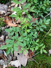 Aralia hispida