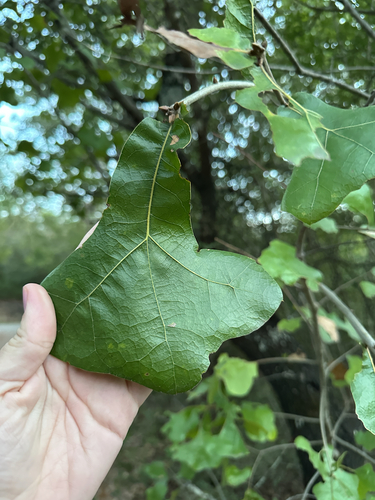 blackjack oak