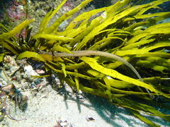 Vanacampus margaritifer