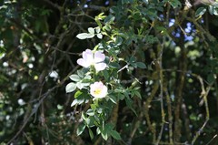 Rosa corymbifera