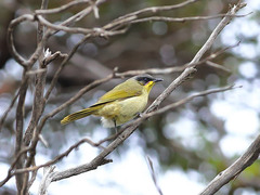 Lichenostomus cratitius