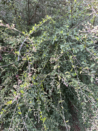 Quihoui privet