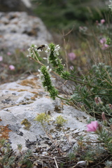 Stachys atherocalyx