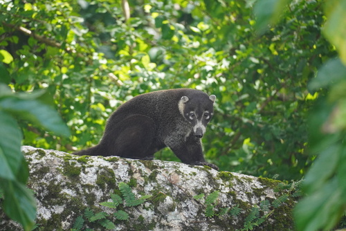 Nasua narica narica observed by vanheckeb
